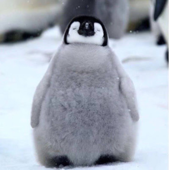 Meet your Posher, Mary - Picture 1 of 1